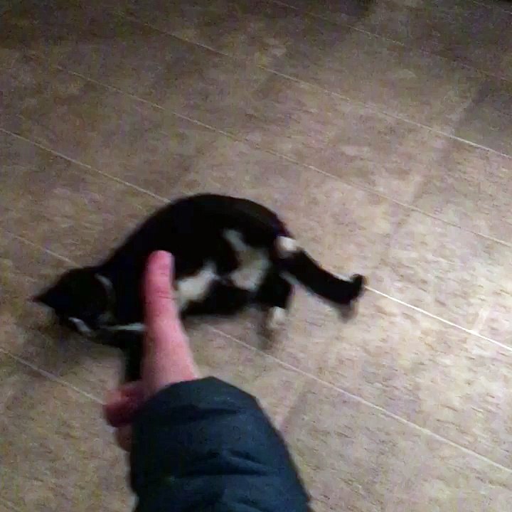 Cat Does Trick Like Dog