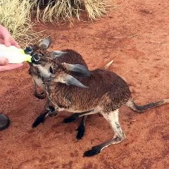 Kangaroos Got Rained On