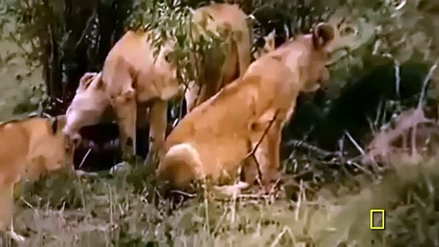 Super Killing Machines Lions and More! (National Geographic Documentary)