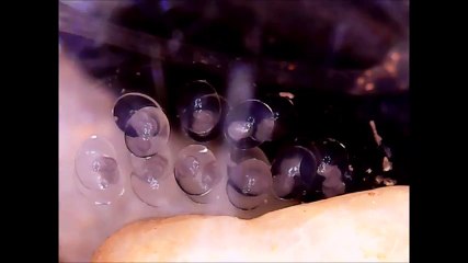 Microscopic Time Lapse of fresh water snail eggs - Clutch 2