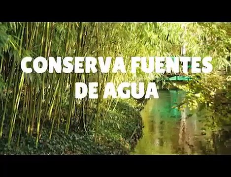 Propiedades del bambú, conoce todos su usos