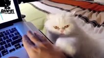 Cute Cats Demanding Petting Compilation Part 1