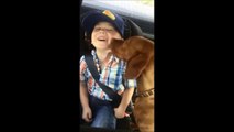 Friendly Dog Licks Toddler