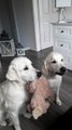 Deux chiens font équipe pour recevoir des friandises