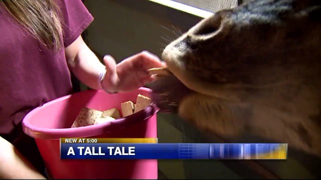 Milwaukee County Zoo Welcomes Adorable Baby Gorilla