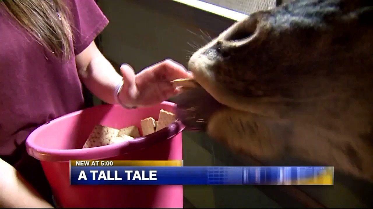 Milwaukee County Zoo Welcomes Adorable Baby Gorilla