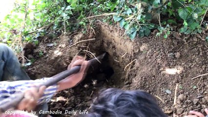 Tải video: Amazing Three Cowboys Catch Many Snakes by Digging Holes Near Their Cows