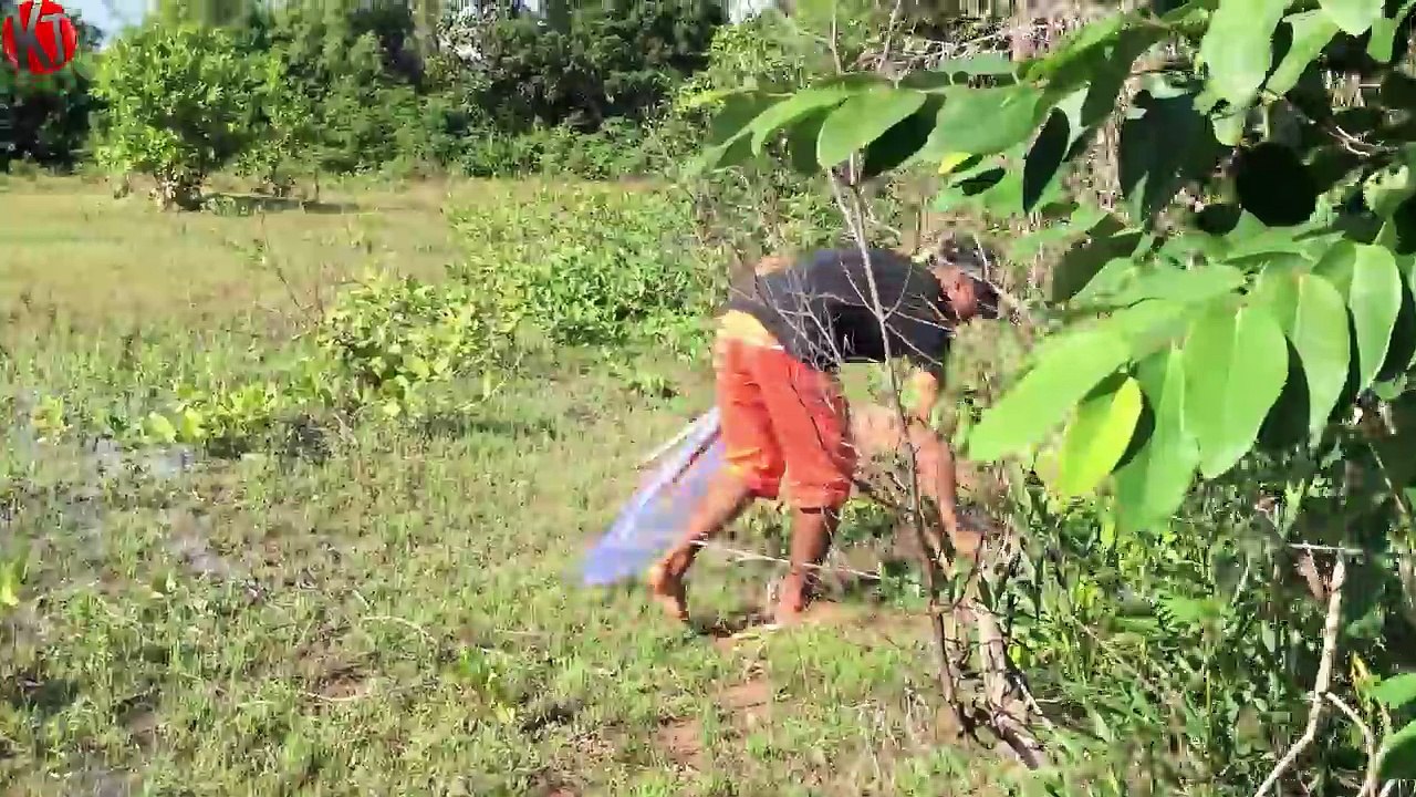 Amazing Boy Catch water Snake at SiemReap Using Net - How to Catch water Snake in Cambodia