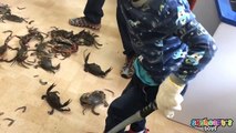 100 CRABS IN OUR HOUSE PRANK - Freaky Skyheart and Daddy kids creepy crab swarm attack-DD60NEHTggY