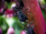 Ants Documentary Channel Natures Power Nature Documentary