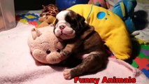 Funny Animals - Cute Dogs falling asleep - Funny Dogs compilation 2016