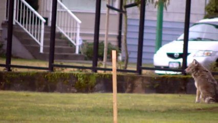 Coyote stalks and starts going in for attack on elderly lady and dog