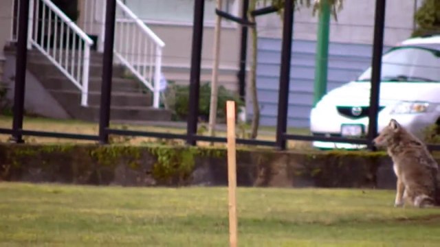 Coyote stalks and starts going in for attack on elderly lady and dog