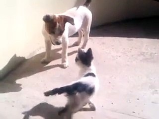 Cat and Dog Play Fighting ,Funny Cats