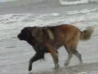 ROBIN ET ANTONIN, LEONBERGS A LA PLAGE.