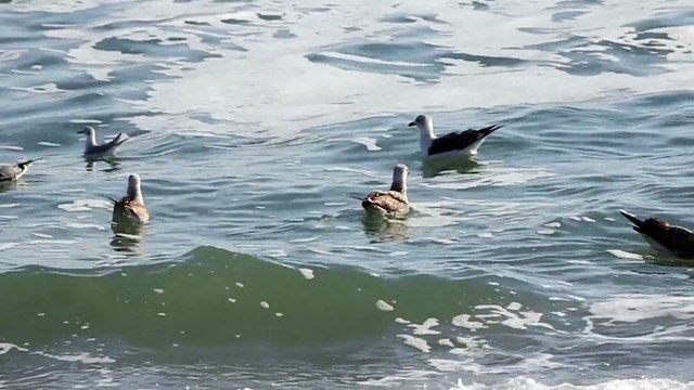 Chowder: A Collection of Barrels in the Outer Banks