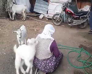 Oynak oğlaklar - acemikamera