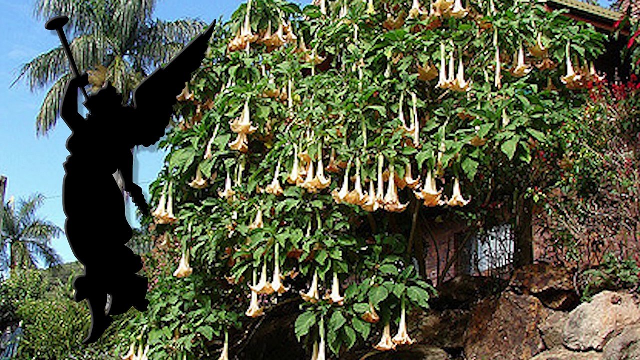 14 SCARIEST Plants that Will Kill You