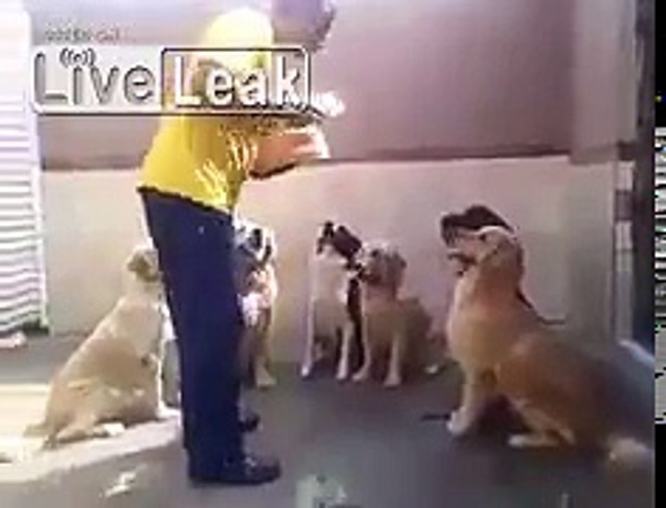 Dogs, Vs "Humans"