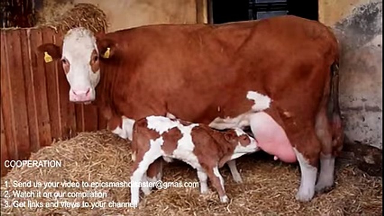 Intelligent Technology Smart Farming Cow Goat Milking Chicken Collecting Eggs Pig Calf Feeding - YouTube