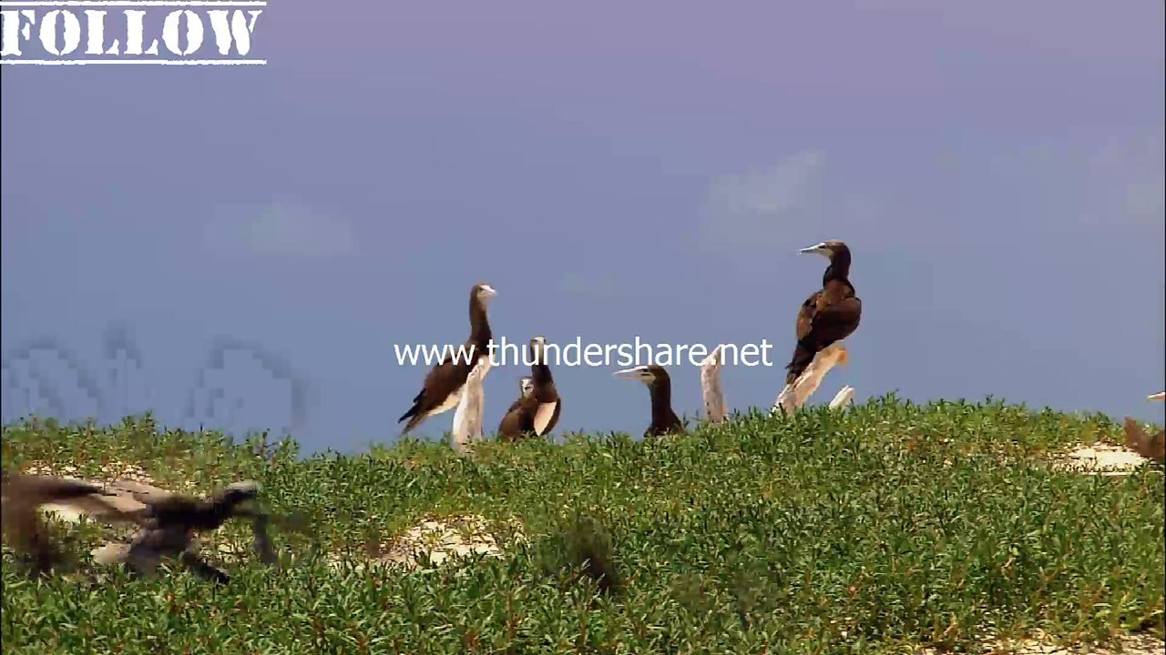 Wildlife