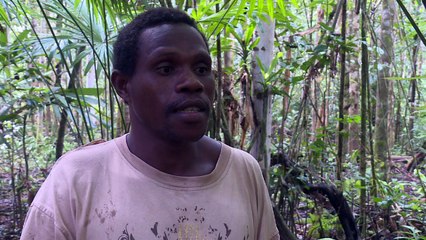 Dans la jungle de Papouasie, menace sur les oiseaux de Paradis