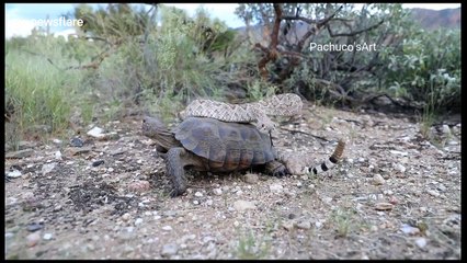 Rattle snake hitches hike on desert tortoise back
