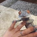 Ce lézard est très bizarre mais tellement mignon