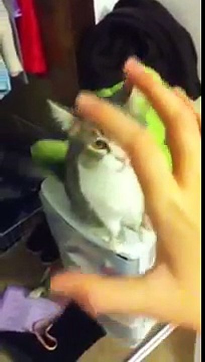Muderer Kitty!!!
