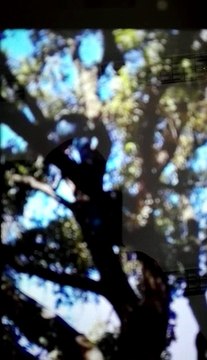 Viale America, maxi sequestro di merci contraffatte. I prodotti nascosti sugli alberi