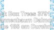Black Box Trees 379136 Tannenbaum Dalmore Höhe 185 cm Durchmesser 104 cm Tips 1178 grün