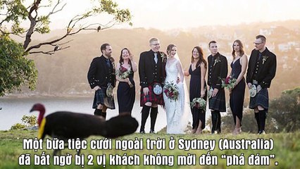 Đám cưới bị biến thành “chiến trường” của gà tây và chim bói cá