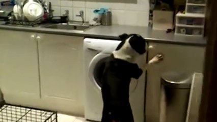 Quand ton chien tente de voler des gâteaux !