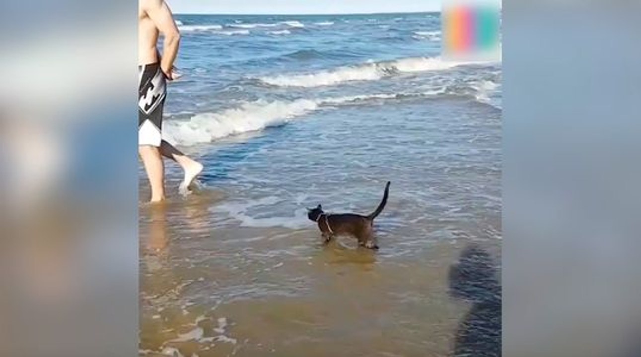 Qui a dit que les chats n'aimaient pas l'eau !