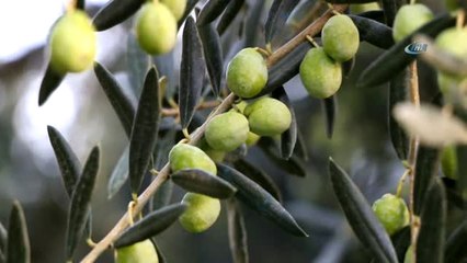 Zeytin Gençleştirme Budaması Desteği'nde Çiftçilere Önemli Uyarı