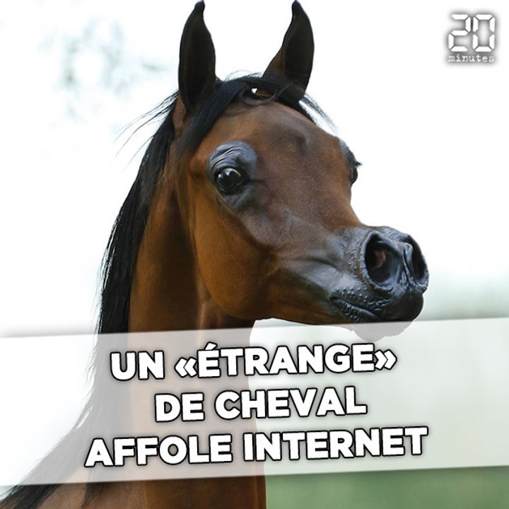 Un cheval à la tête creusée alerte les vétérinaires
