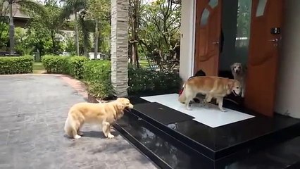 Četiri psa strpljivo čekaju pred vratima. Razlog će vas oduševiti!