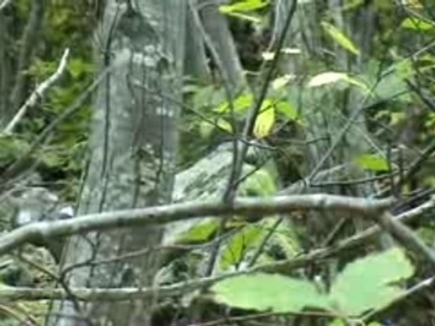 gros sanglier de st christol