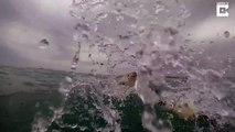 Say arghhhh: Close up video catches great white shark dive head first into water with razor sharp teeth bared