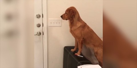 Ce chien était très content de retrouver son maître !