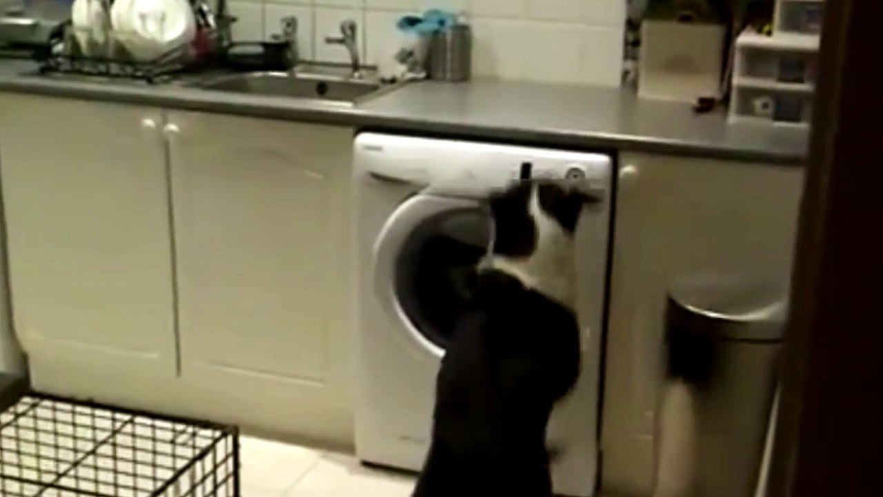 Quand ton chien tente de voler des gâteaux !