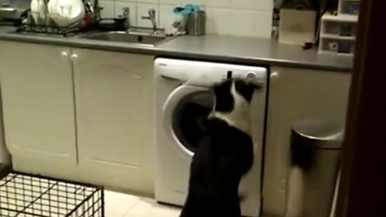 Quand ton chien tente de voler des gâteaux !