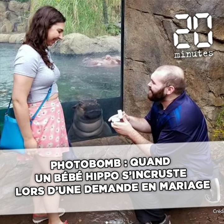Photobomb : Quand un bébé hippo s'incruste lors d'une demande en mariage