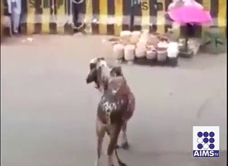Bull Hitting A man very danger video