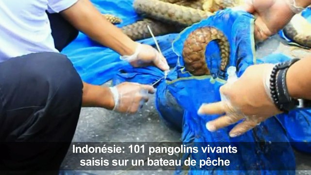 Indonésie: 101 pangolins vivants saisis sur un bateau