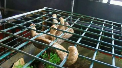 Indonésie: 101 pangolins vivants saisis sur un bateau