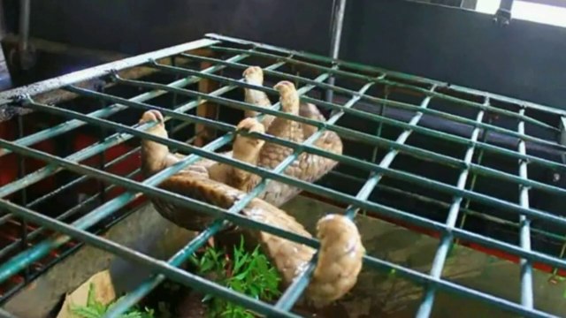 Indonésie: 101 pangolins vivants saisis sur un bateau