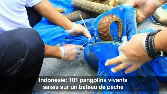 Indonésie: 101 pangolins vivants saisis sur un bateau