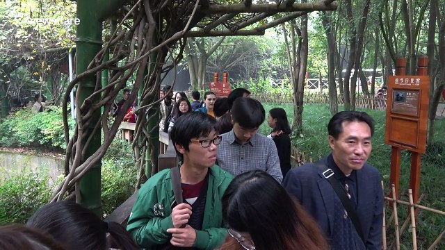 Thousands visit the giant pandas in Chengdu