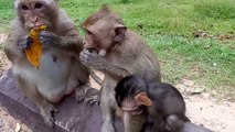 Why Baby Monkey Make A Sour Face? ST486 Mono Monkey